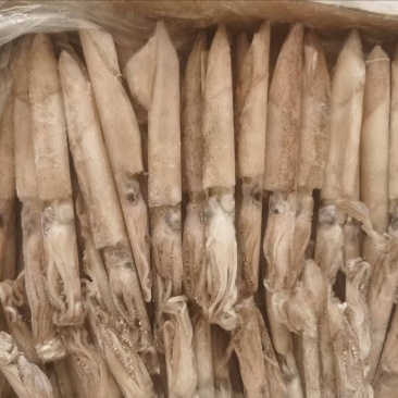 混合全籽笔管鱼，一手货源