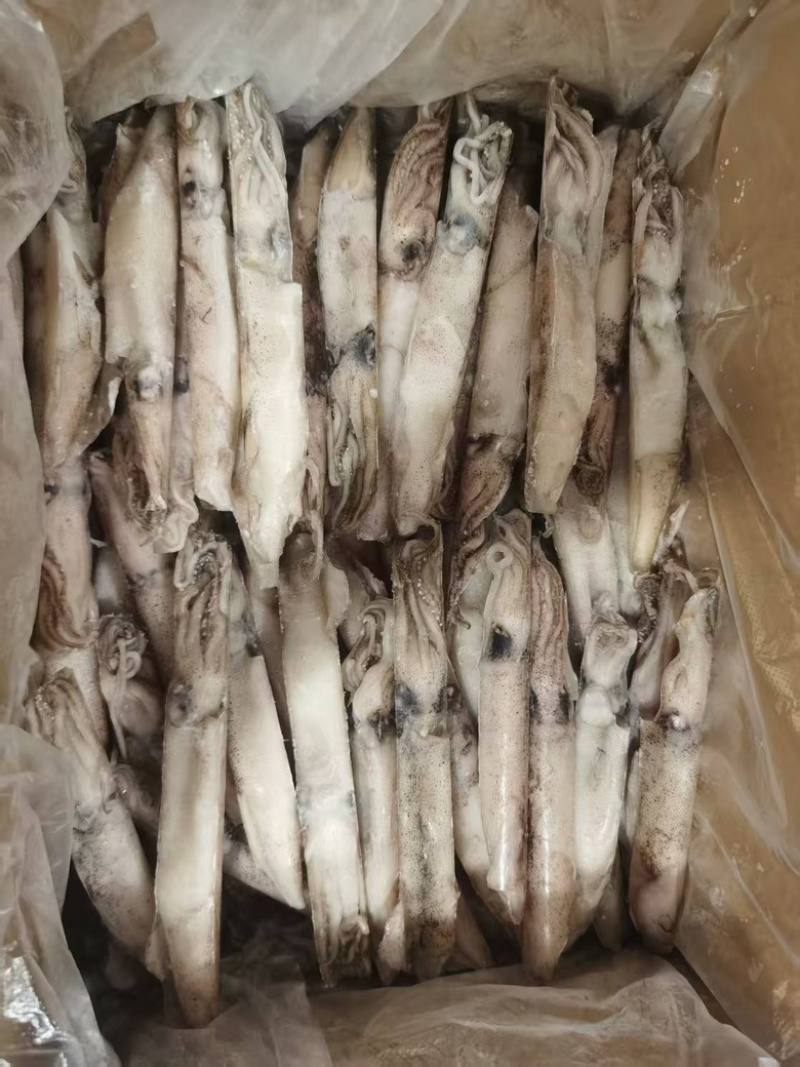 混合全籽笔管鱼，一手货源
