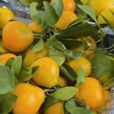 蜜橘电商团购一件代发大量有货