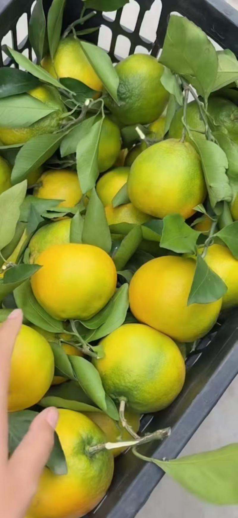 蜜橘电商团购一件代发大量有货