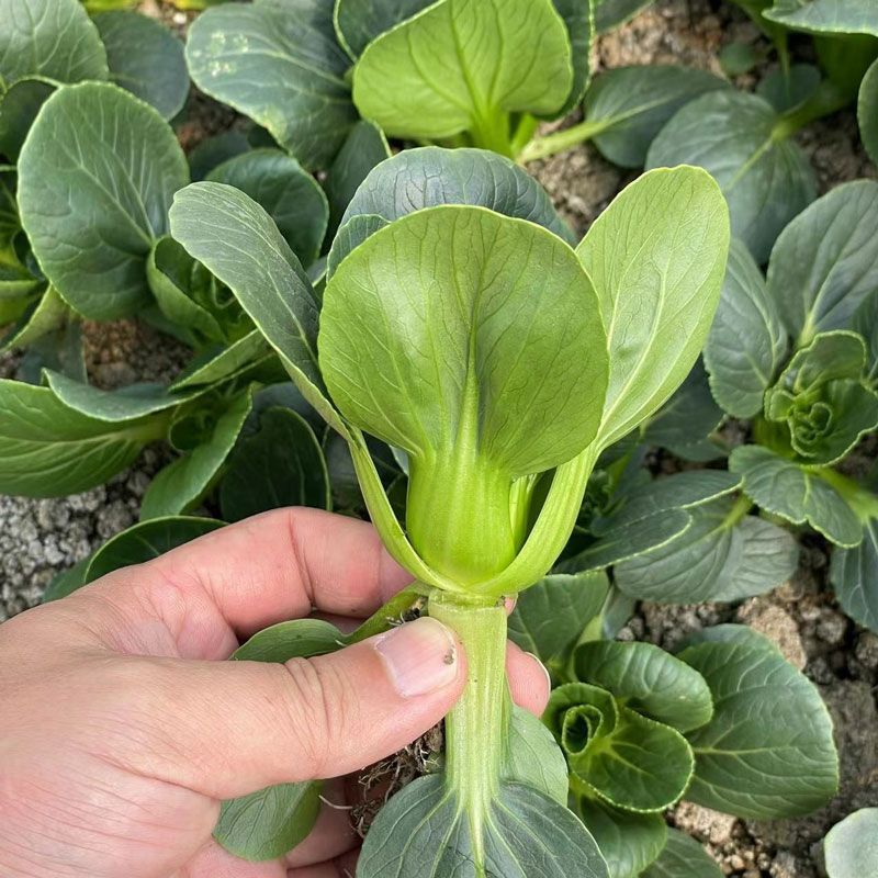 赣科青菜种子黑小壮小颗型青菜种籽黑甜糯四倍体好吃菜
