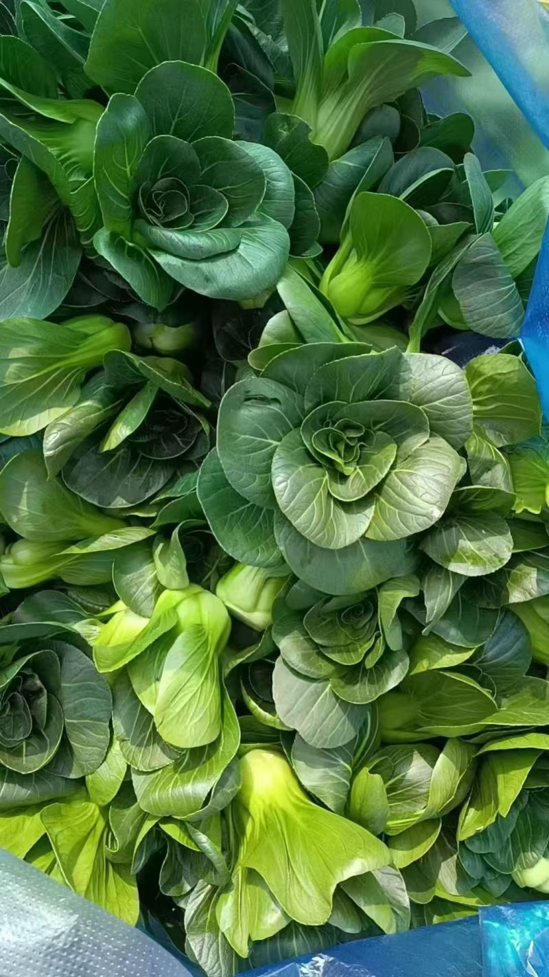 赣科青菜种子黑小壮小颗型青菜种籽黑甜糯四倍体好吃菜