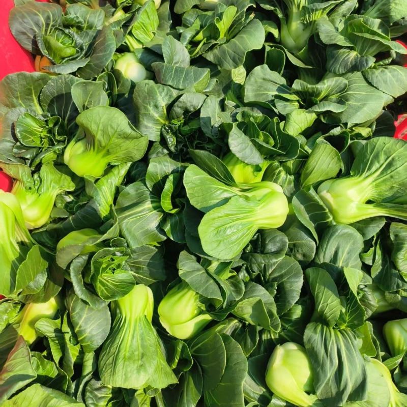 赣科青菜种子黑小壮小颗型青菜种籽黑甜糯四倍体好吃菜