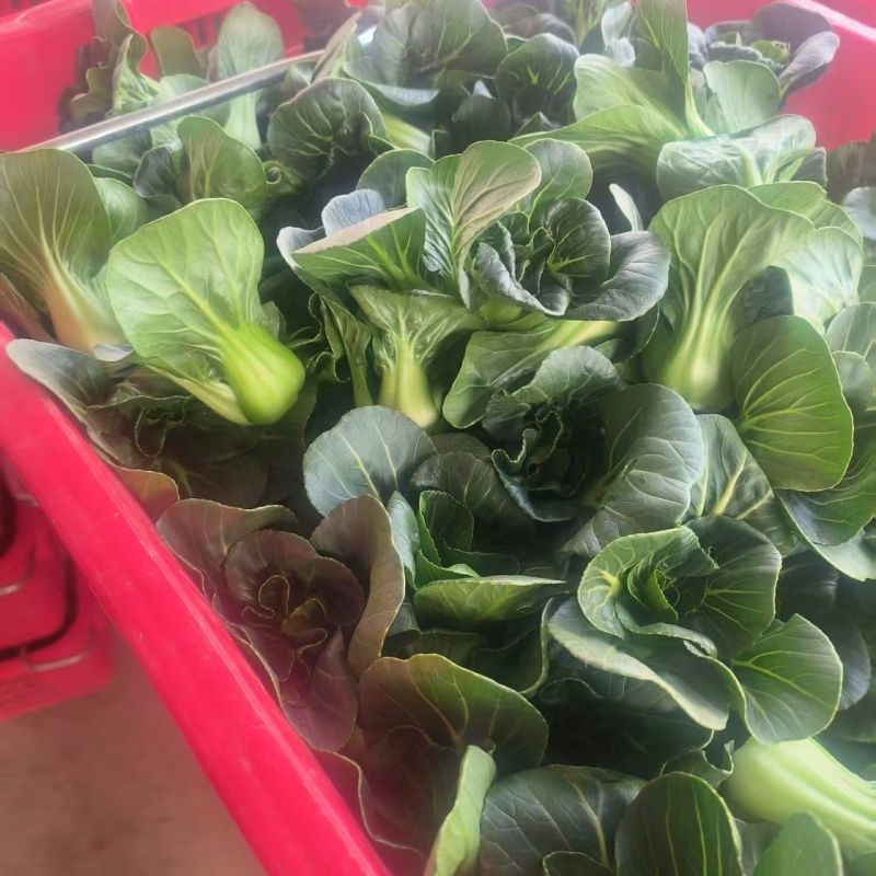 赣科青菜种子黑小壮小颗型青菜种籽黑甜糯四倍体好吃菜
