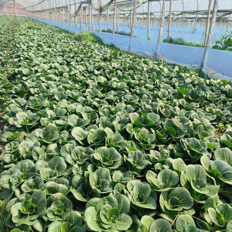 赣科青菜种子黑小壮小颗型青菜种籽黑甜糯四倍体好吃菜