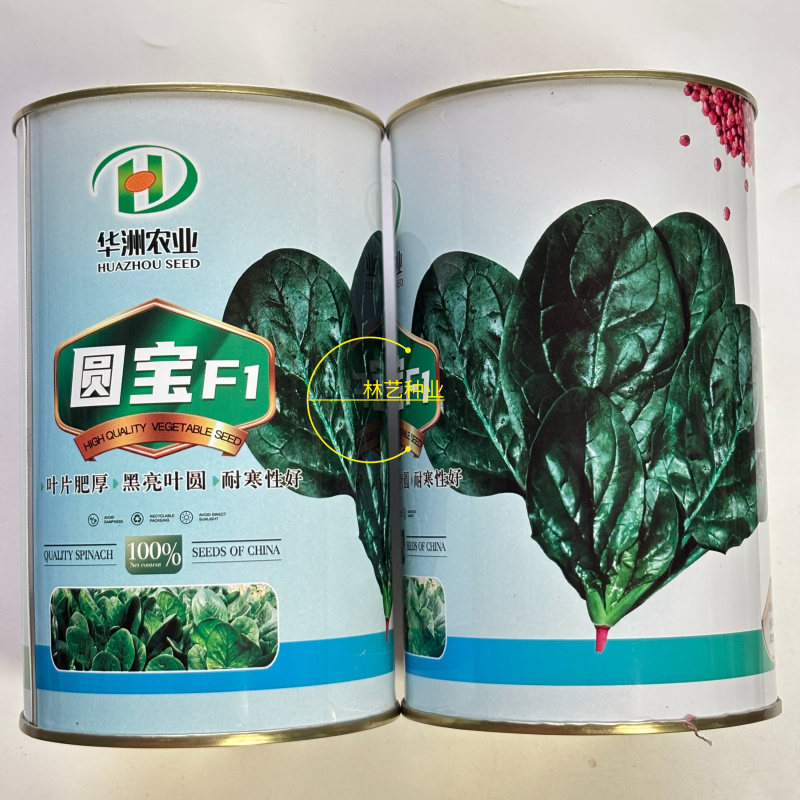 华洲农业圆宝F1菠菜种子精选种叶片肥厚黑亮叶圆耐寒性好