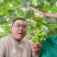 阳光玫瑰