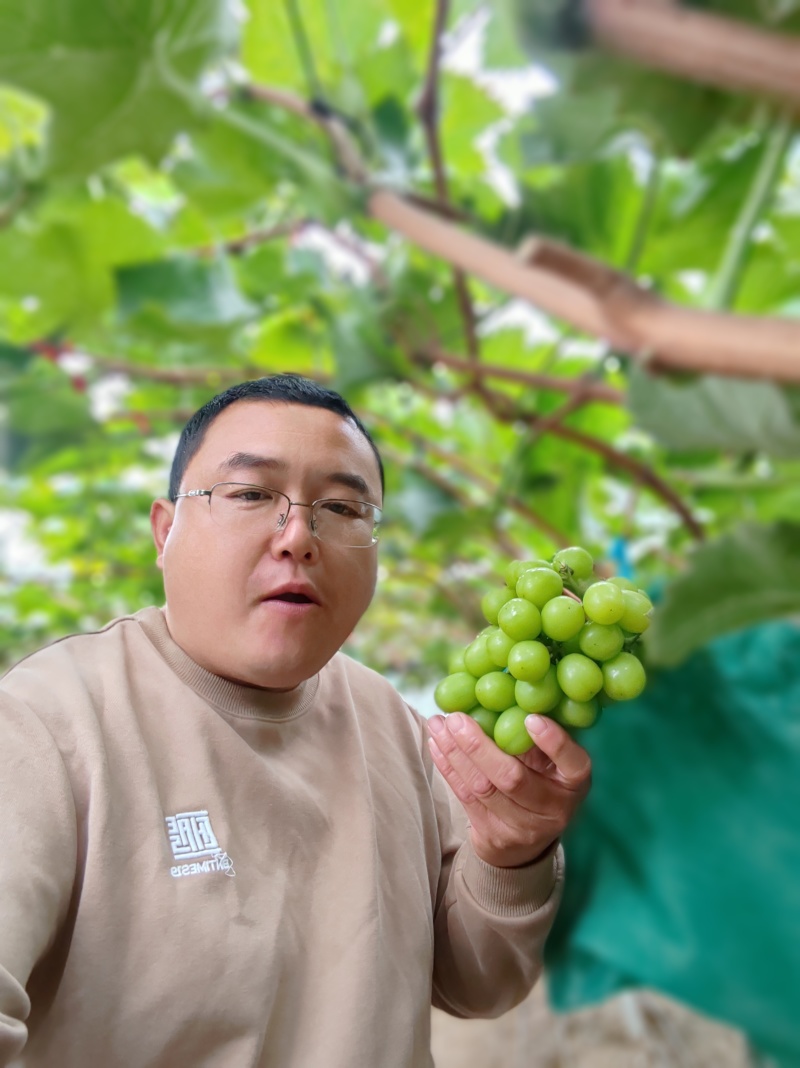 阳光玫瑰