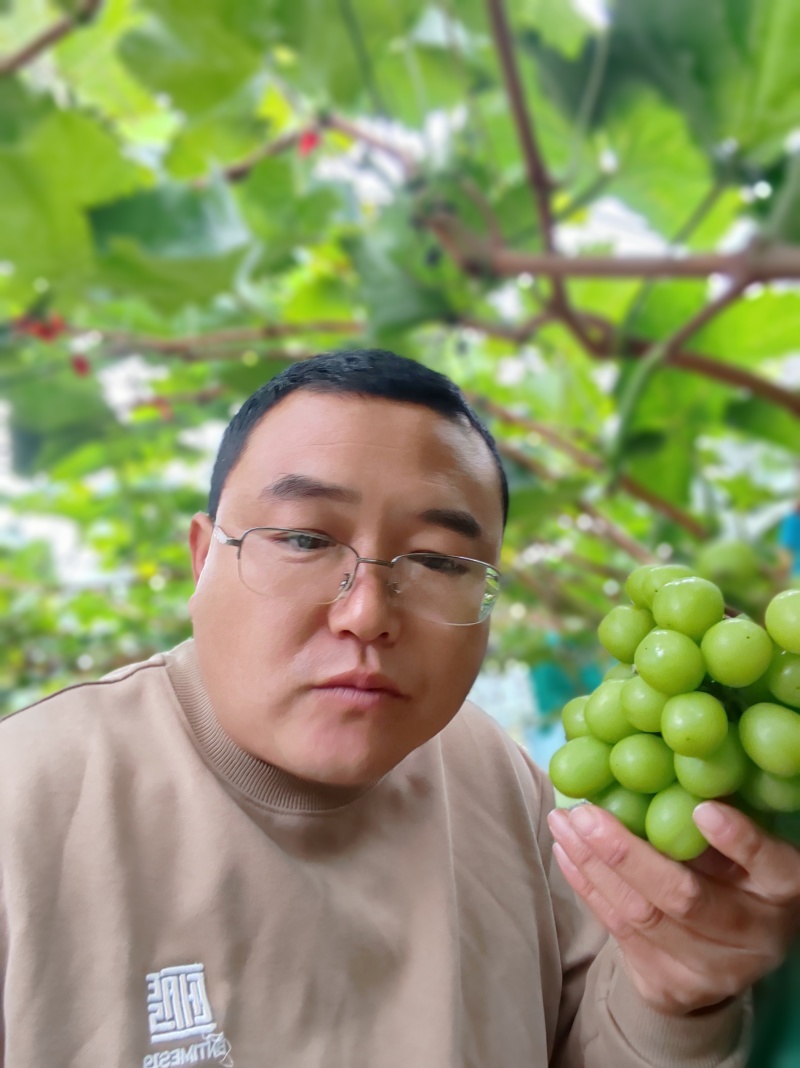 阳光玫瑰