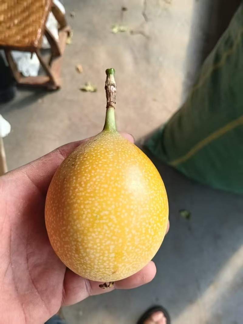 热情果产地批发供应全国几小时到货