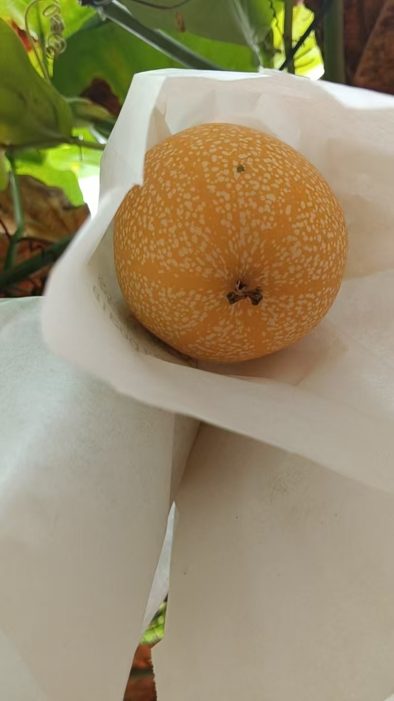 热情果产地批发供应全国几小时到货
