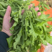 新鲜荠菜河南基地直供一手货源质量保证全国发货量大优惠