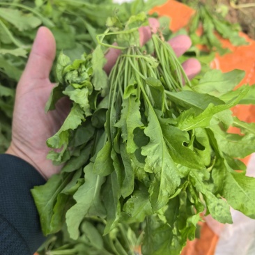 新鲜荠菜河南基地直供一手货源质量保证全国发货量大优惠