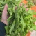 新鲜荠菜河南基地直供一手货源质量保证全国发货量大优惠