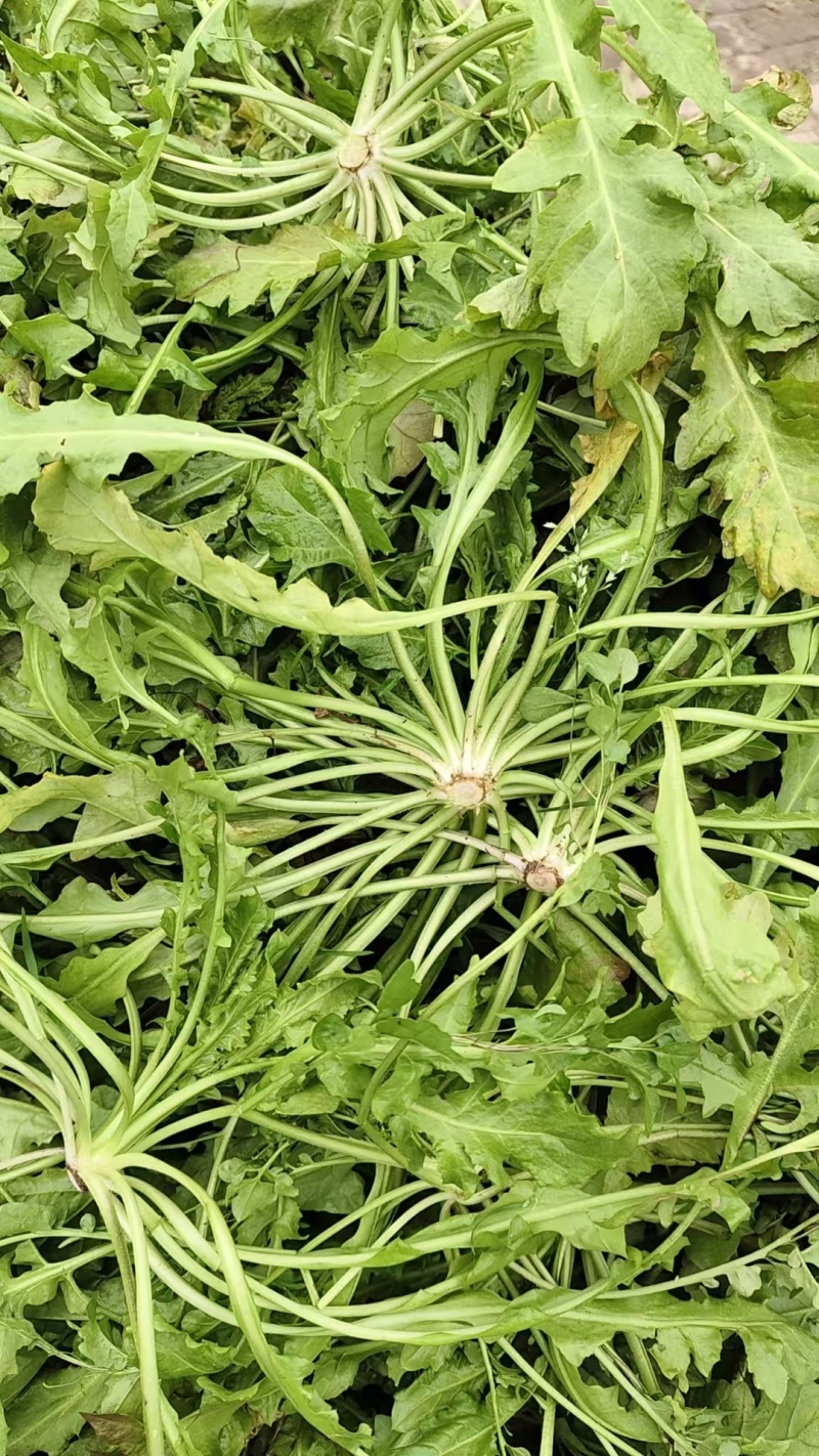 新鲜荠菜河南基地直供一手货源质量保证全国发货量大优惠