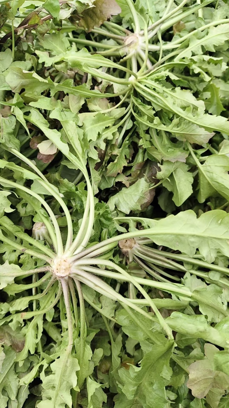 新鲜荠菜河南基地直供一手货源质量保证全国发货量大优惠