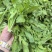 新鲜荠菜河南基地直供一手货源质量保证全国发货量大优惠