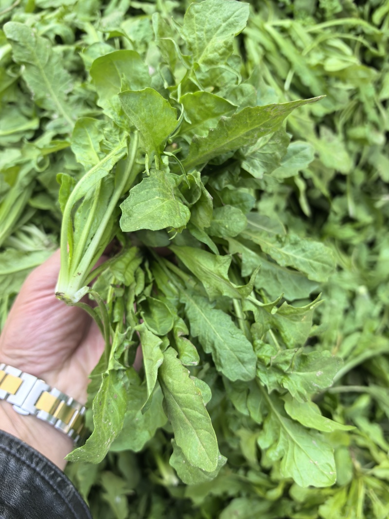 新鲜荠菜河南基地直供一手货源质量保证全国发货量大优惠