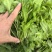 新鲜荠菜河南基地直供一手货源质量保证全国发货量大优惠