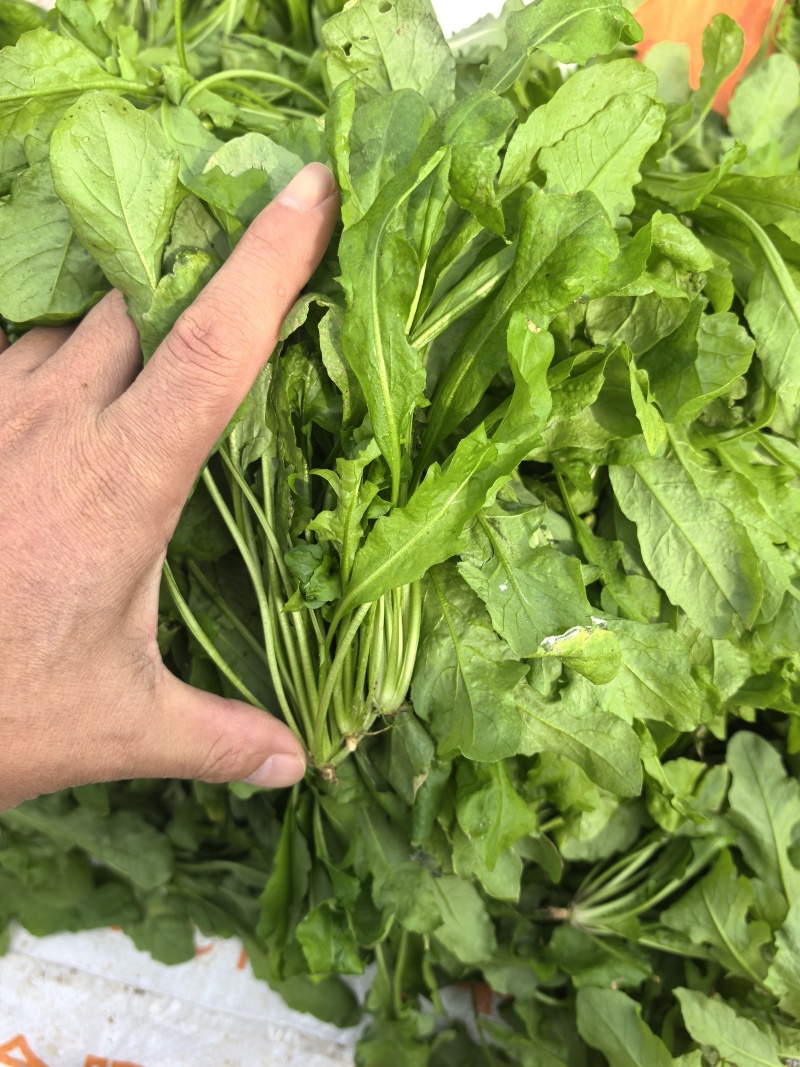 新鲜荠菜河南基地直供一手货源质量保证全国发货量大优惠