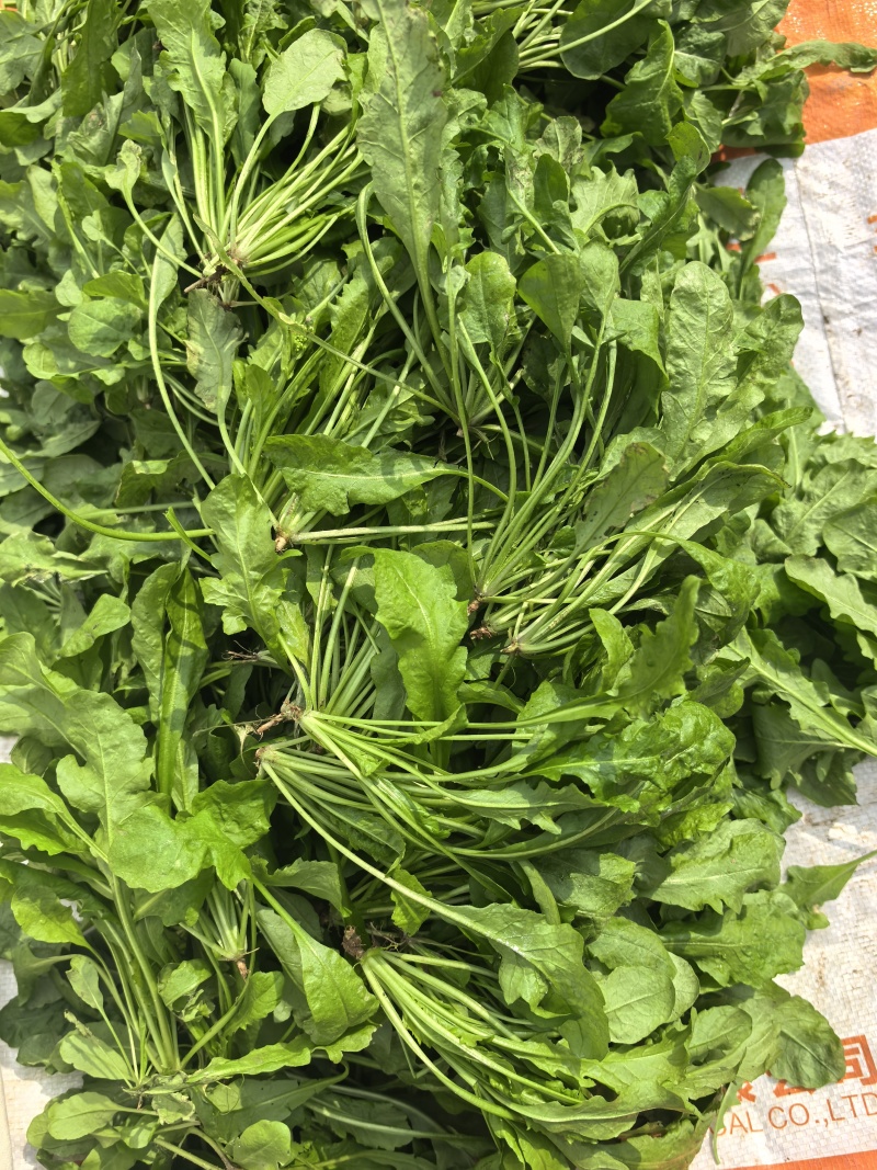 新鲜荠菜河南基地直供一手货源质量保证全国发货量大优惠