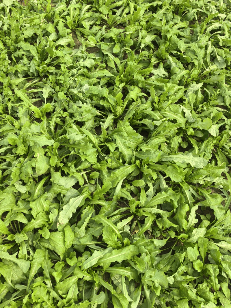 新鲜荠菜河南基地直供一手货源质量保证全国发货量大优惠