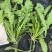 新鲜荠菜河南基地直供一手货源质量保证全国发货量大优惠