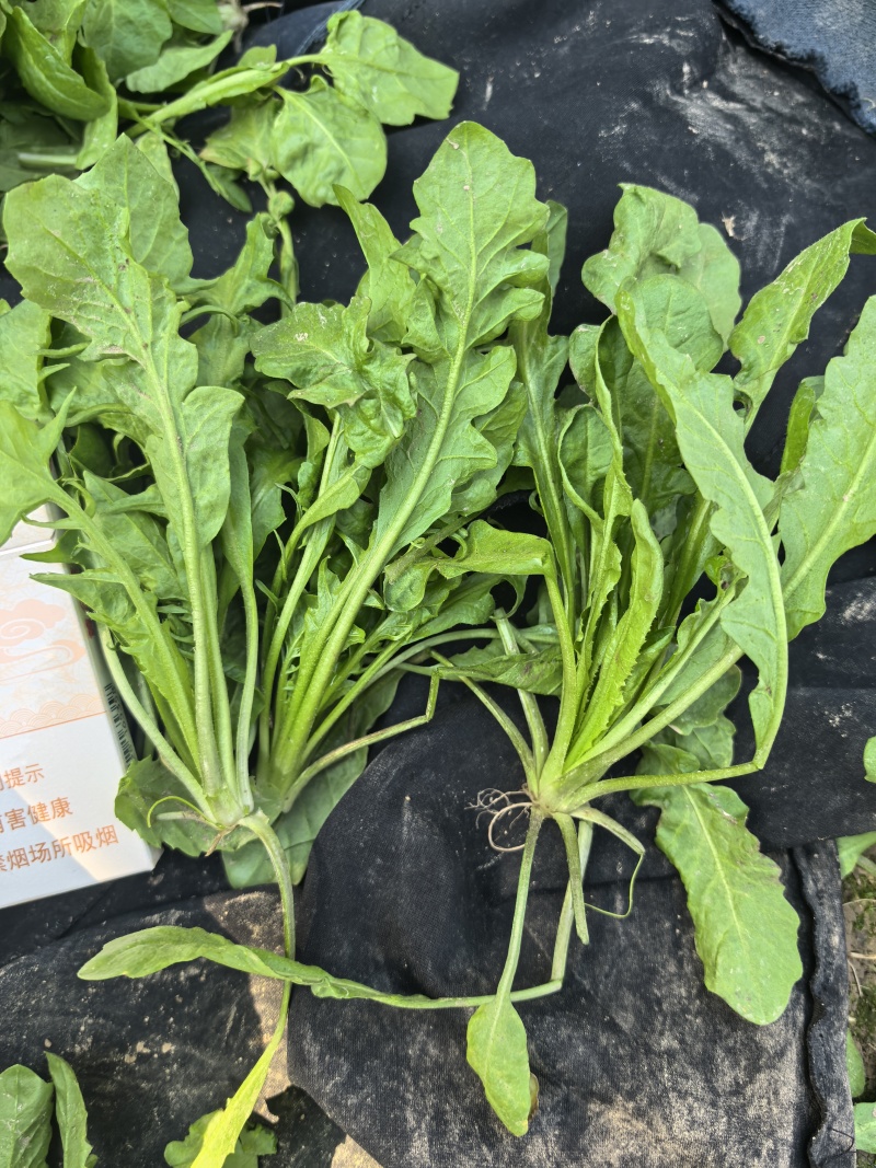 新鲜荠菜河南基地直供一手货源质量保证全国发货量大优惠