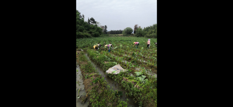 正宗荔浦芋头种子30,000亩大基地品质靠谱