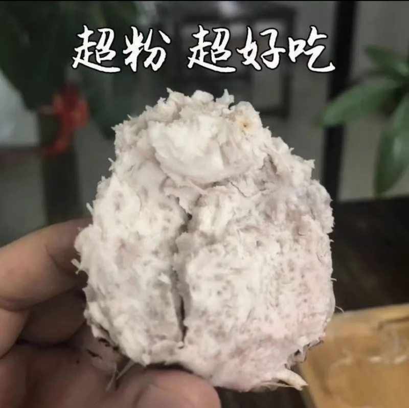 正宗荔浦芋头种子30,000亩大基地品质靠谱