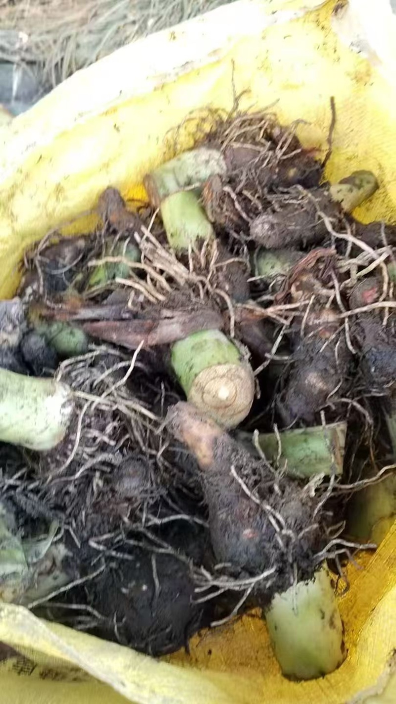 正宗荔浦芋头种子30,000亩大基地品质靠谱
