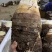正宗荔浦芋头种子30,000亩大基地品质靠谱