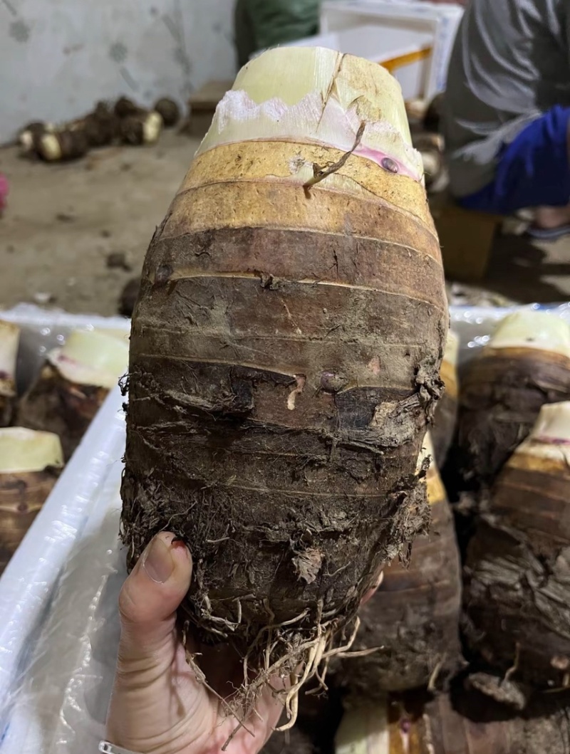正宗荔浦芋头种子30,000亩大基地品质靠谱