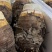 正宗荔浦芋头种子30,000亩大基地品质靠谱