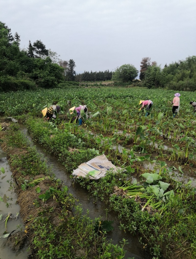 正宗荔浦芋头种子30,000亩大基地品质靠谱