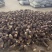 3万亩大基地荔浦芋头种苗品种纯正品质靠谱