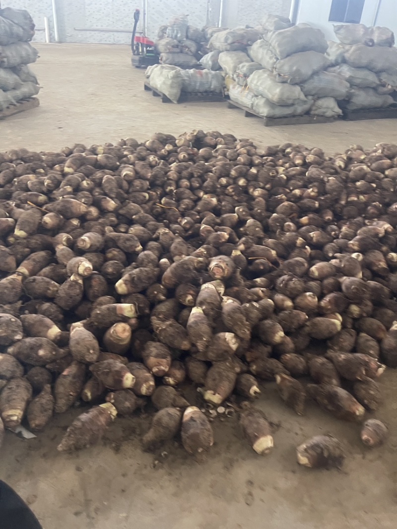 3万亩大基地荔浦芋头种苗品种纯正品质靠谱