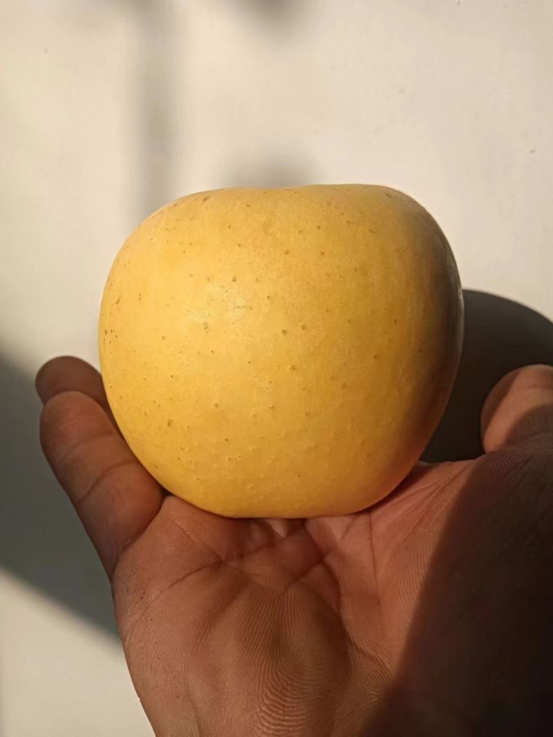 黄金维纳斯苹果，原产地烟台栖霞。香，脆，甜，水分足。