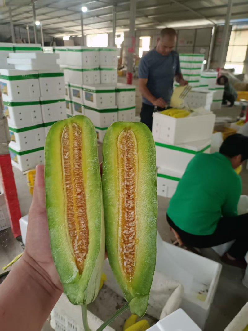 【实力】羊角蜜甜瓜博洋61超越六一实力代办看棚定货量大