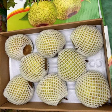 精品莱阳梨