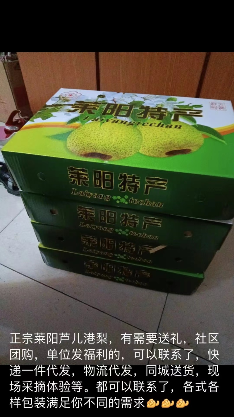 精品莱阳梨