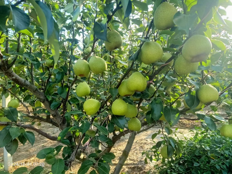 精品莱阳梨