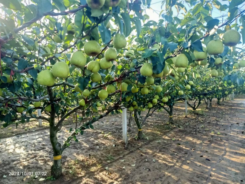精品莱阳梨