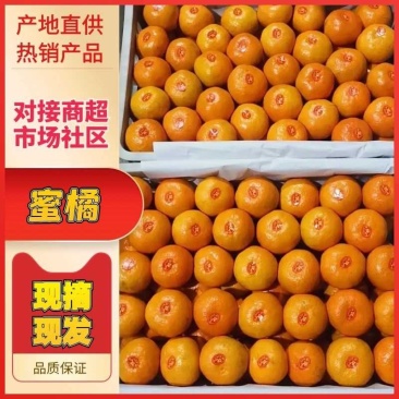 浙江台州蜜桔，宫川蜜桔，叶桔大量上市了，欢迎各位老板来电
