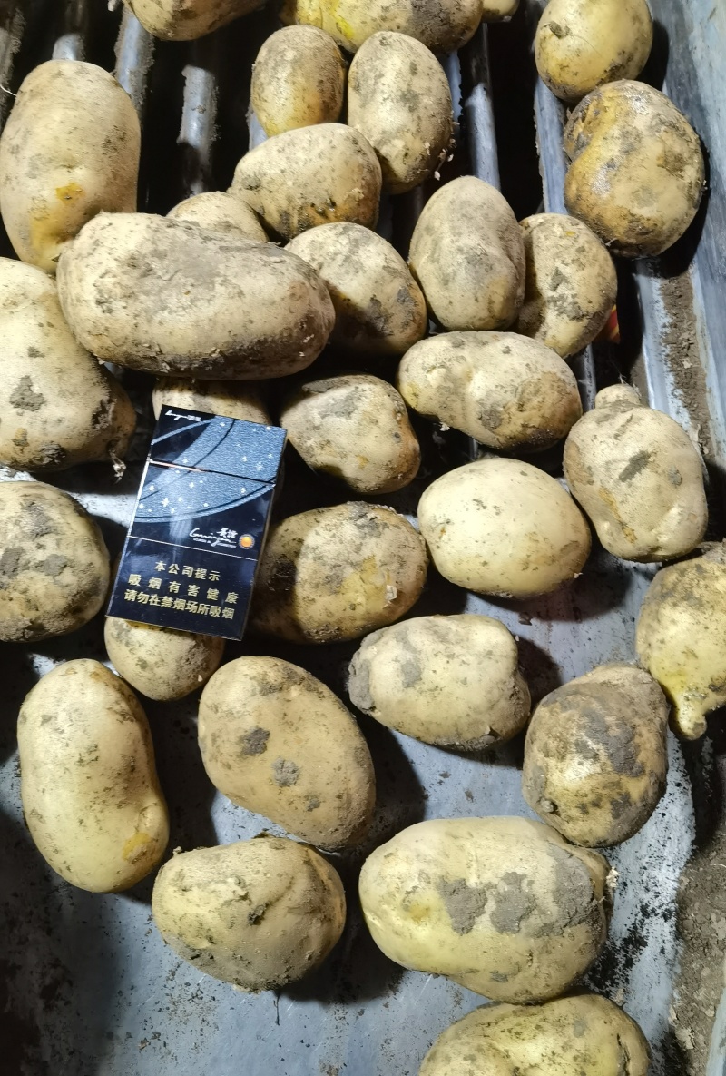 精品土豆！希森6号，价位便宜。