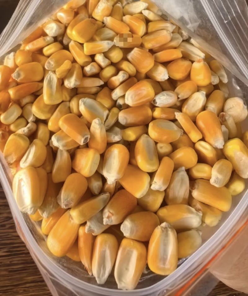 玉米粒批发无霉变水分14当天发货物美价廉