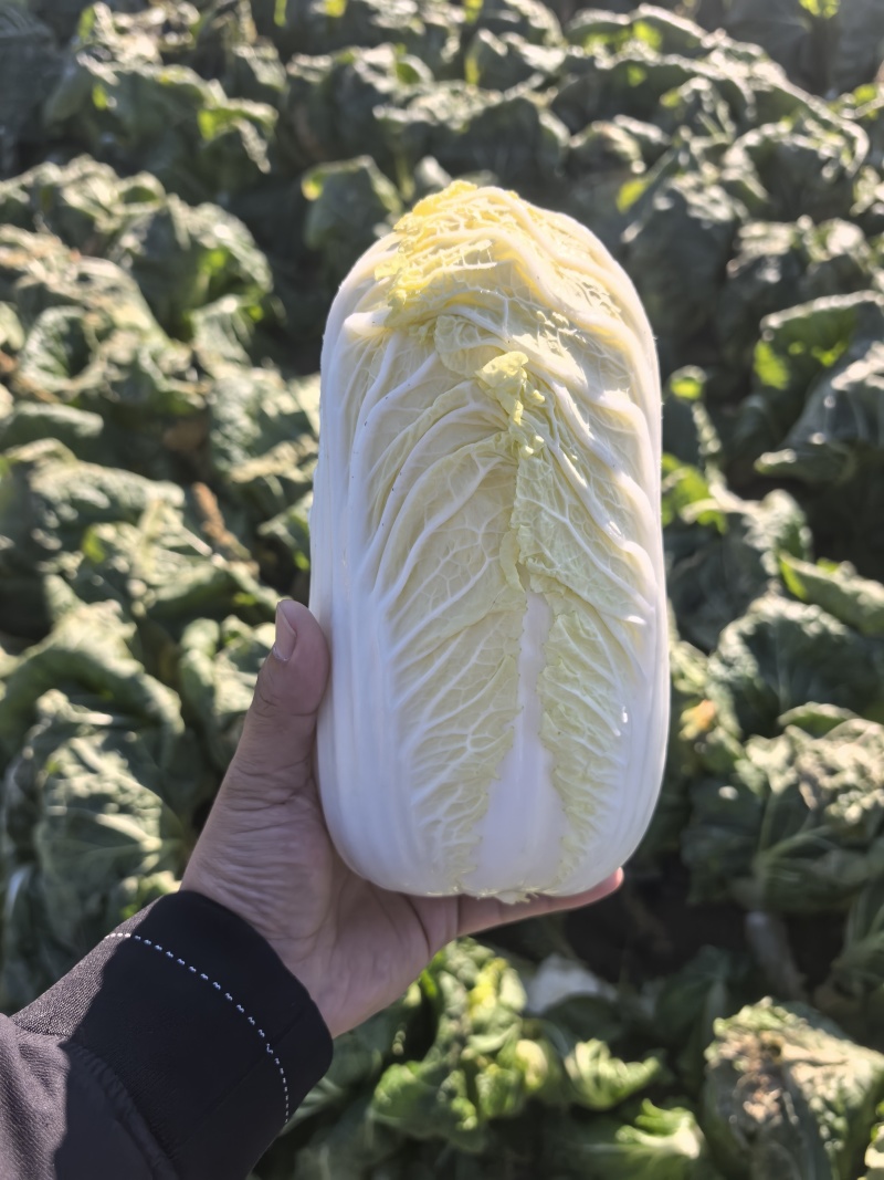 黄心娃娃菜，真空打氮，出口韩国，俄罗斯，可提供质检