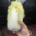 黄心娃娃菜，真空打氮，出口韩国，俄罗斯，可提供质检