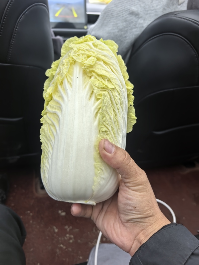 黄心娃娃菜，真空打氮，出口韩国，俄罗斯，可提供质检