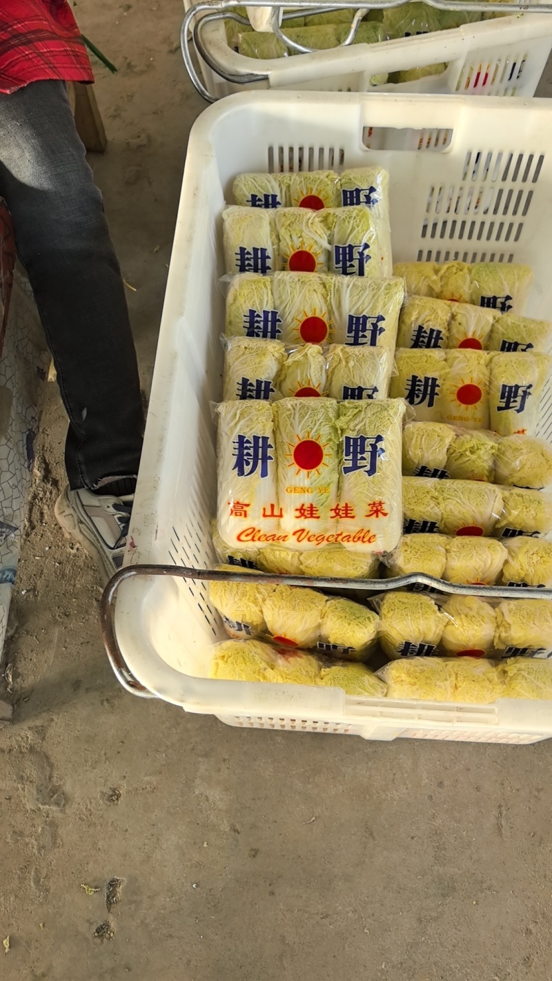 黄心娃娃菜，真空打氮，出口韩国，俄罗斯，可提供质检